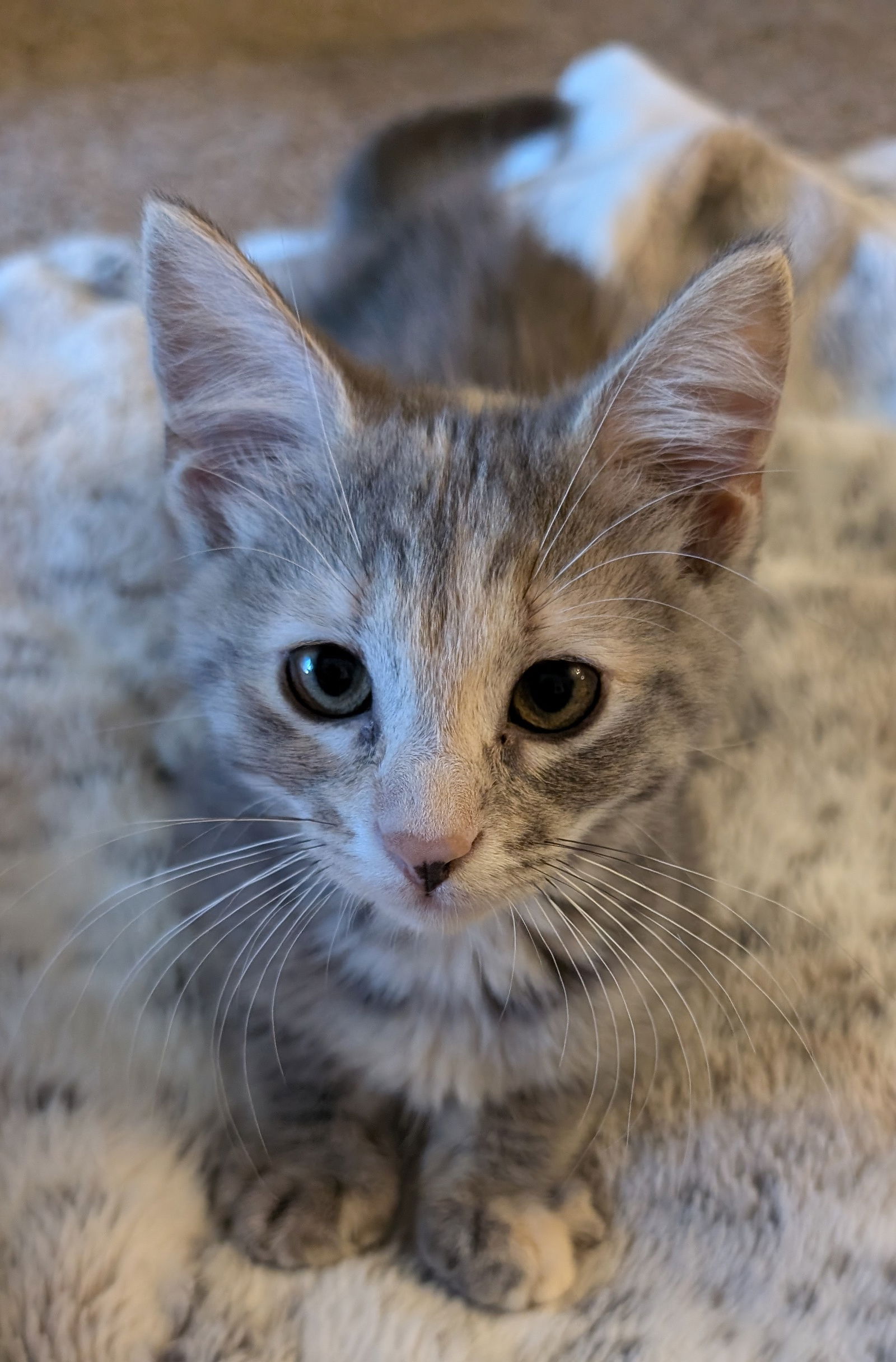 adoptable Cat in Princeton, MN named Poppie