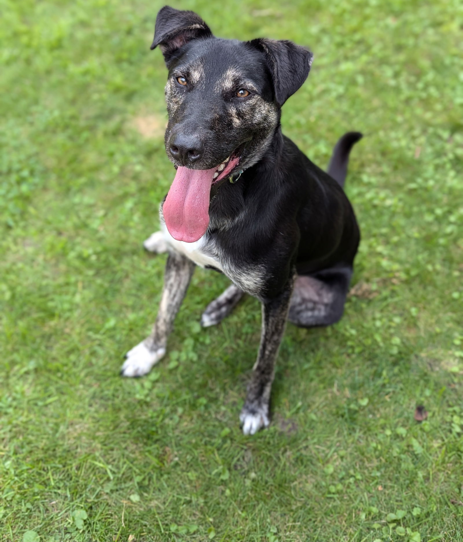 adoptable Dog in Princeton, MN named Charlie Day