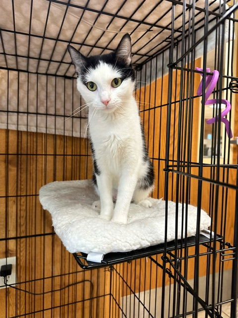 adoptable Cat in Princeton, MN named Truffle