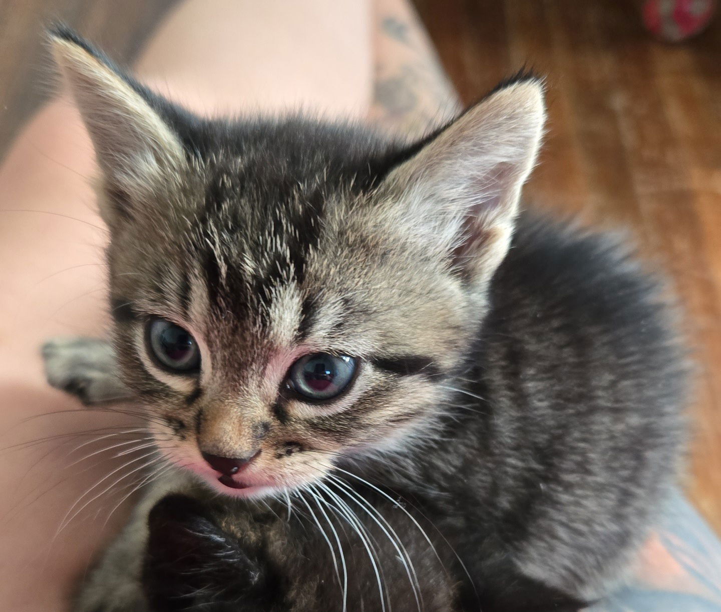 adoptable Cat in Princeton, MN named Galaxy