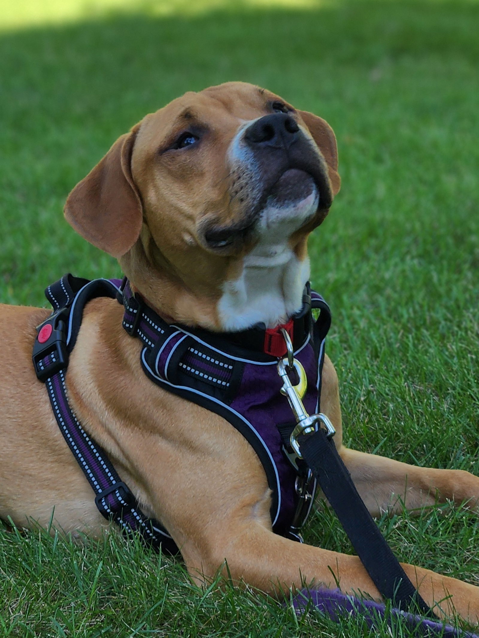 adoptable Dog in Zimmerman, MN named Percy