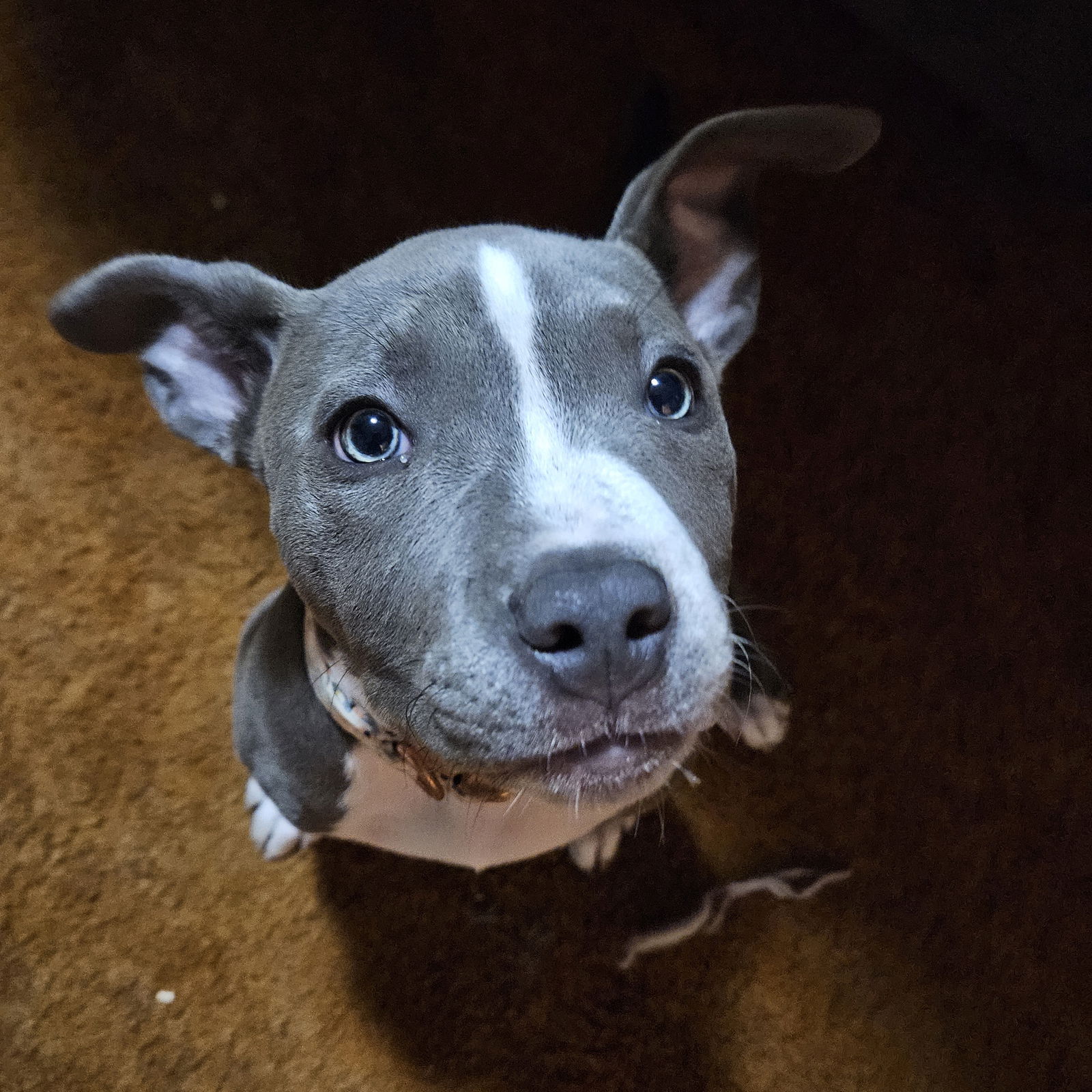 adoptable Dog in Princeton, MN named Mandella