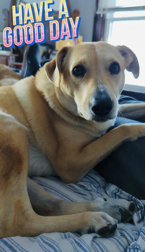 PEACH - Labrador Retriever available for adoption
