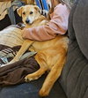Peach - Photo 9