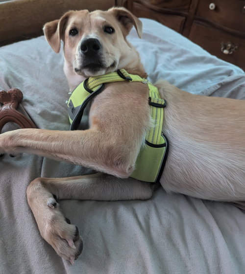 picture of the dog needing adoption