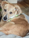 Peach - Photo 5