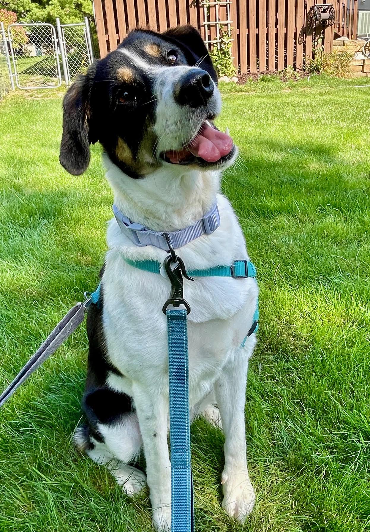 adoptable Dog in Princeton, MN named Saint Lola