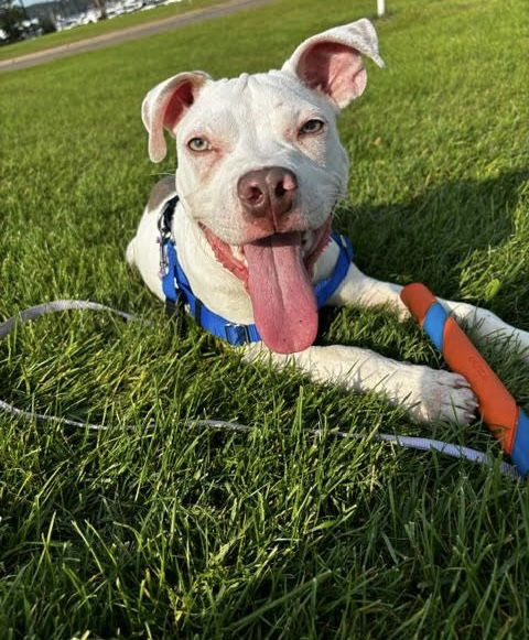 adoptable Dog in Princeton, MN named Ozzie