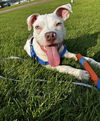 adoptable Dog in  named Ozzie