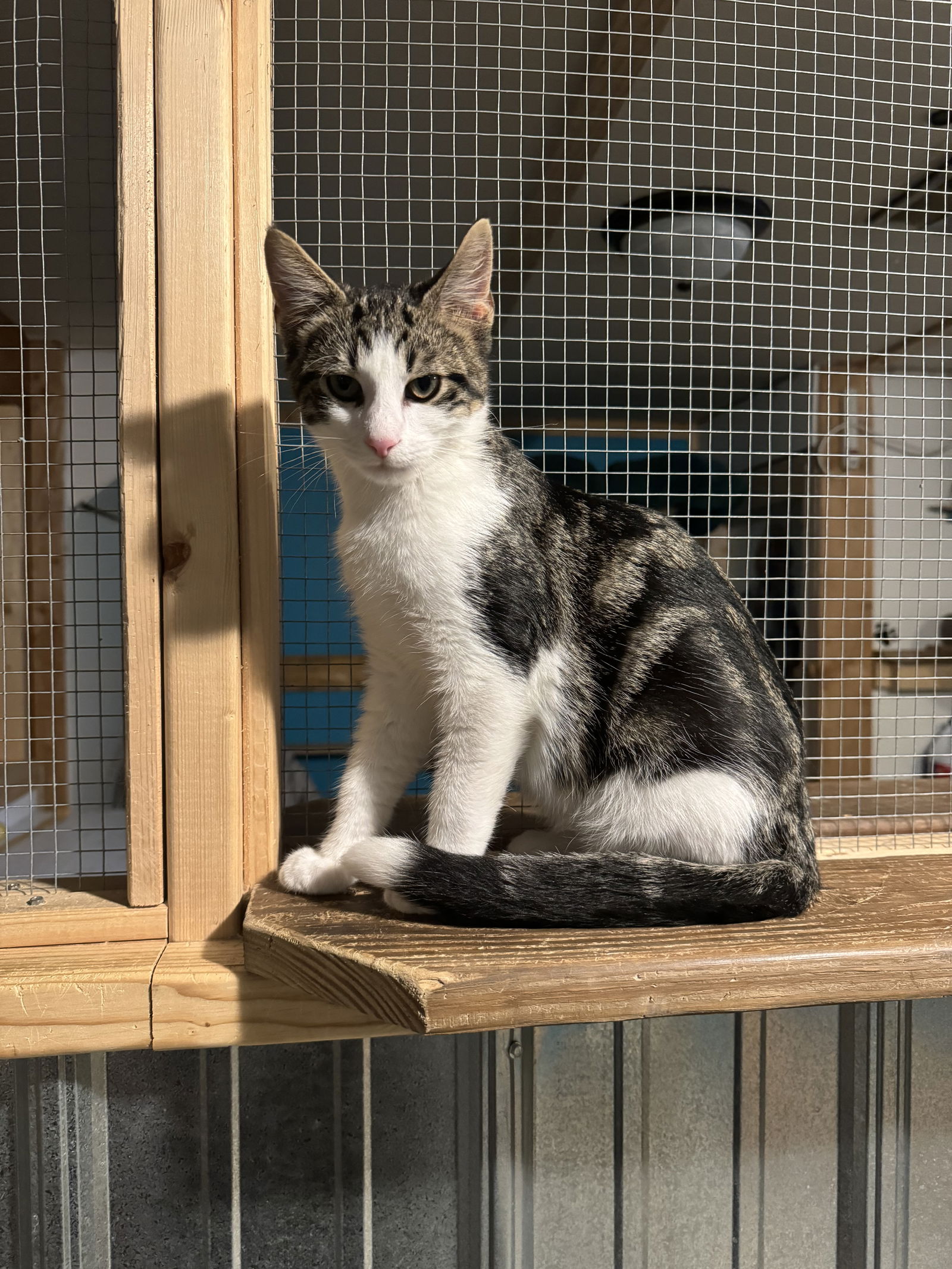 adoptable Cat in Princeton, MN named Hermie