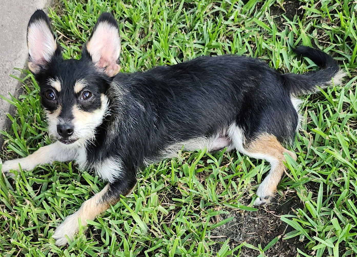 adoptable Dog in Princeton, MN named Bobby