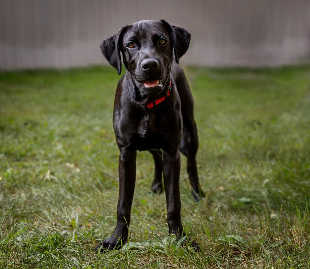 adoptable Dog in New Richmond, WI named Halo