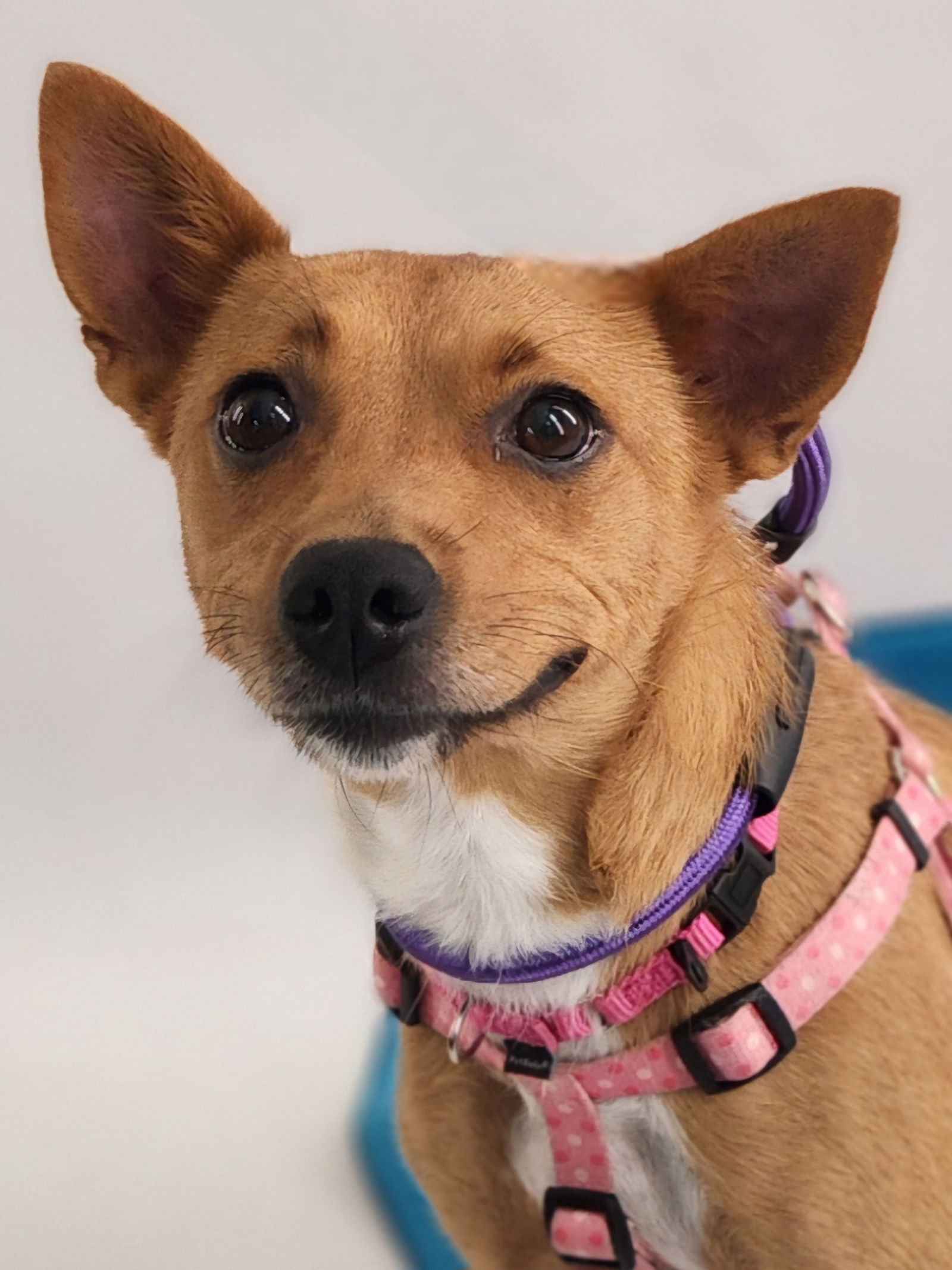 adoptable Dog in Princeton, MN named Demira