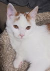 adoptable Cat in Princeton, MN named Butter Rum