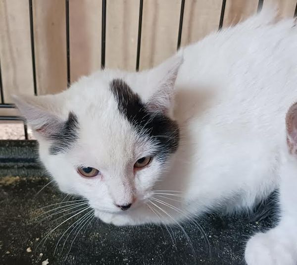 adoptable Cat in Princeton, MN named Peppermint