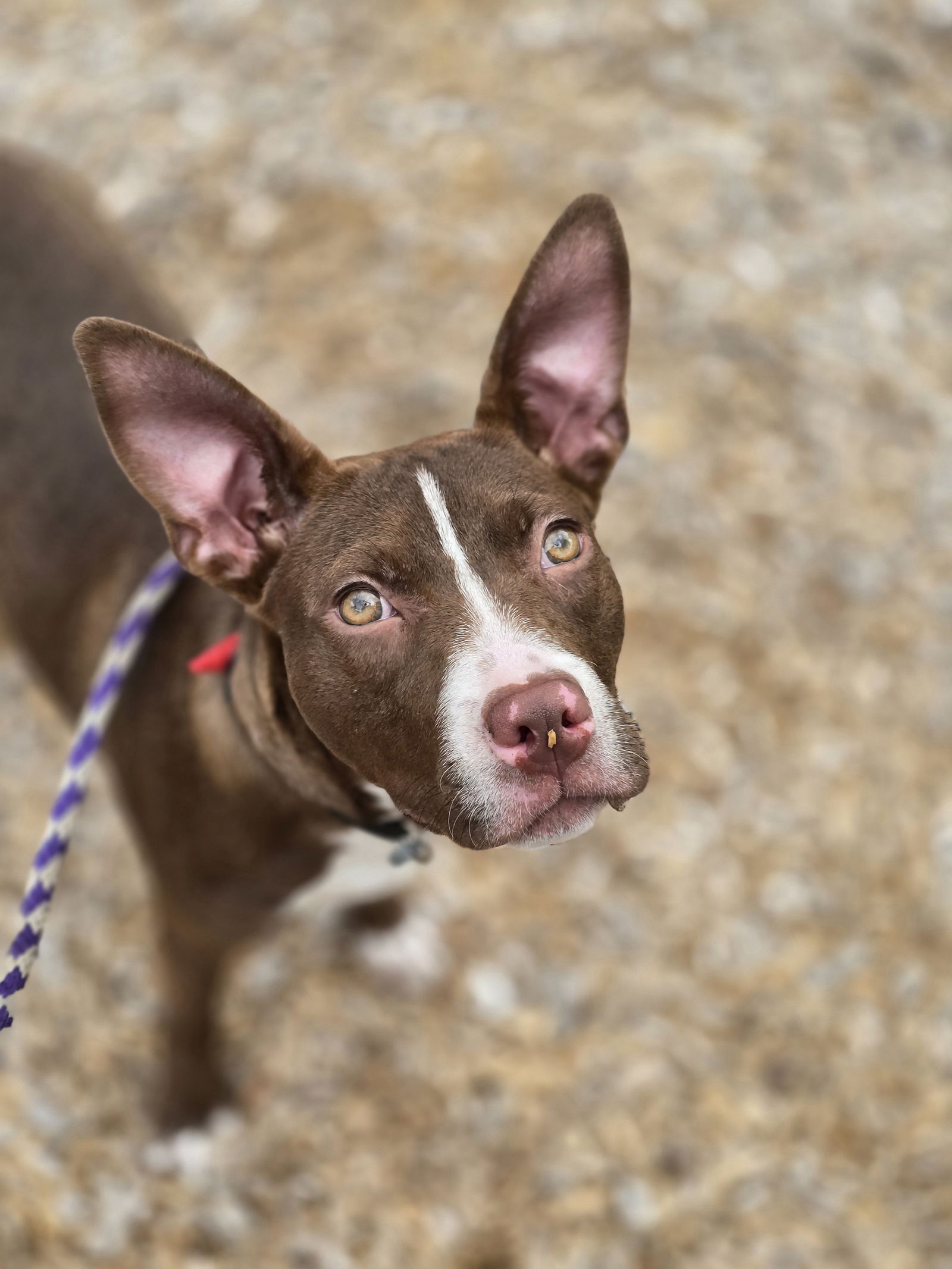 adoptable Dog in Princeton, MN named Wigglesworth