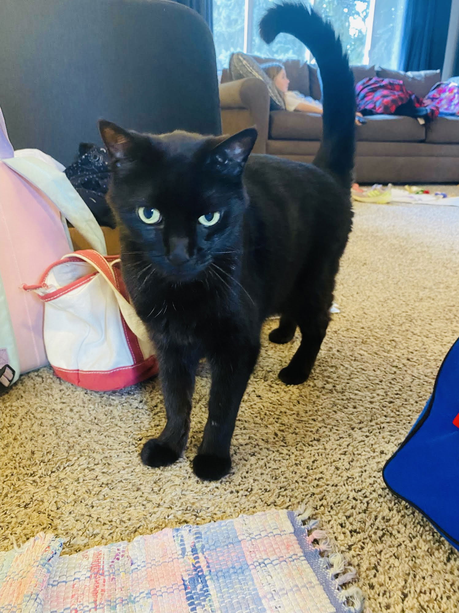 adoptable Cat in Princeton, MN named Angus