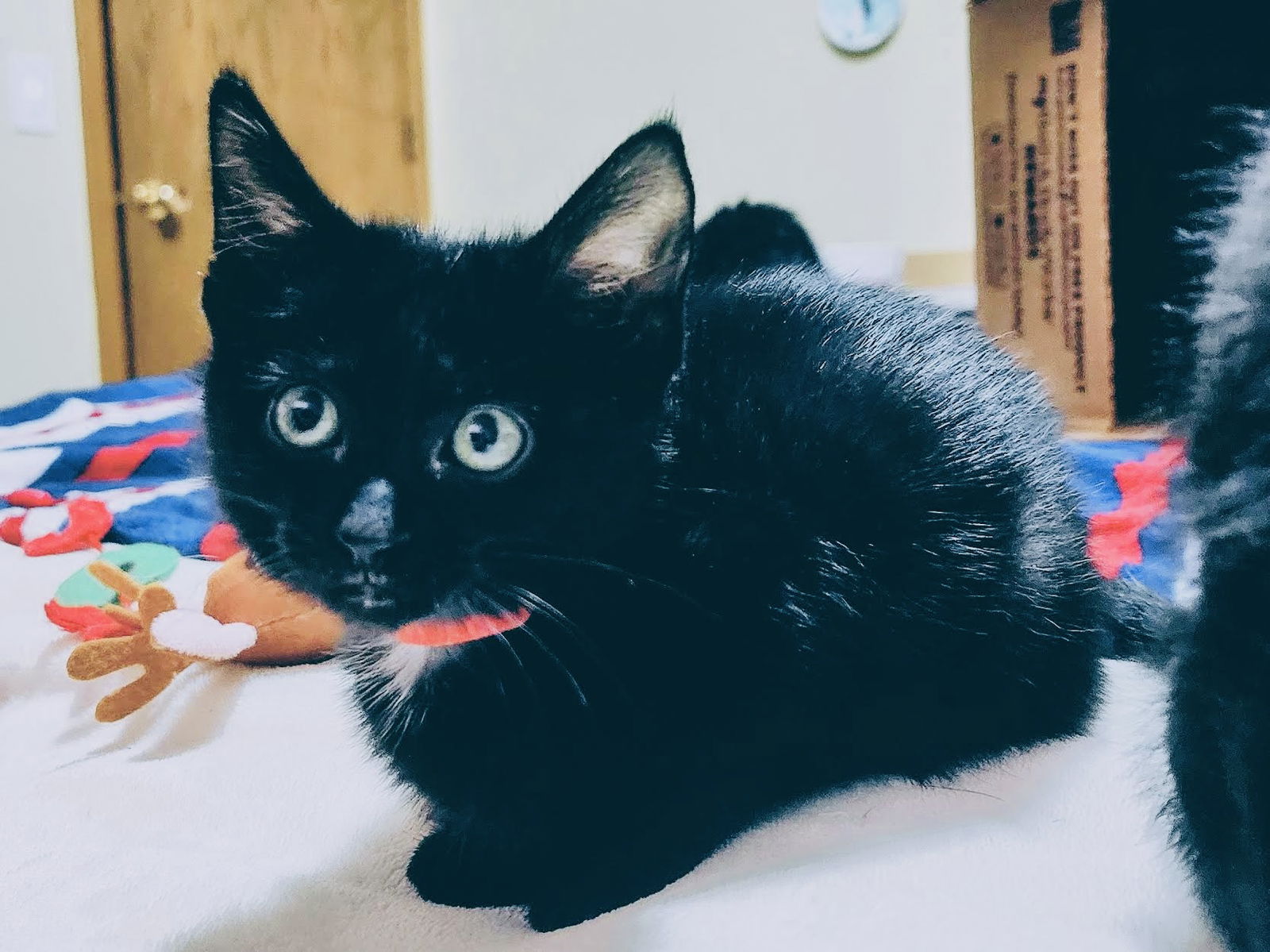 adoptable Cat in Princeton, MN named Tango Tek