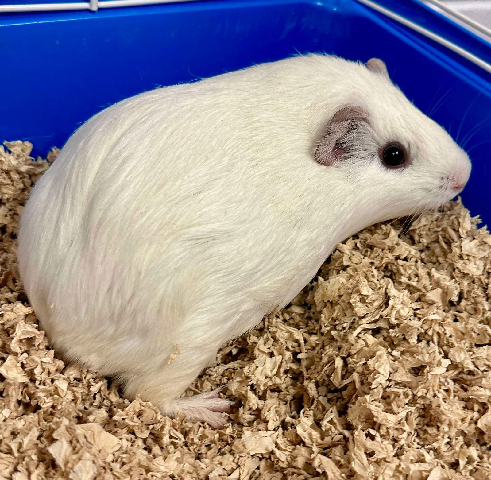 adoptable Guinea Pig in Circle Pines, MN named Buffy