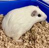 adoptable Guinea Pig in  named Buffy