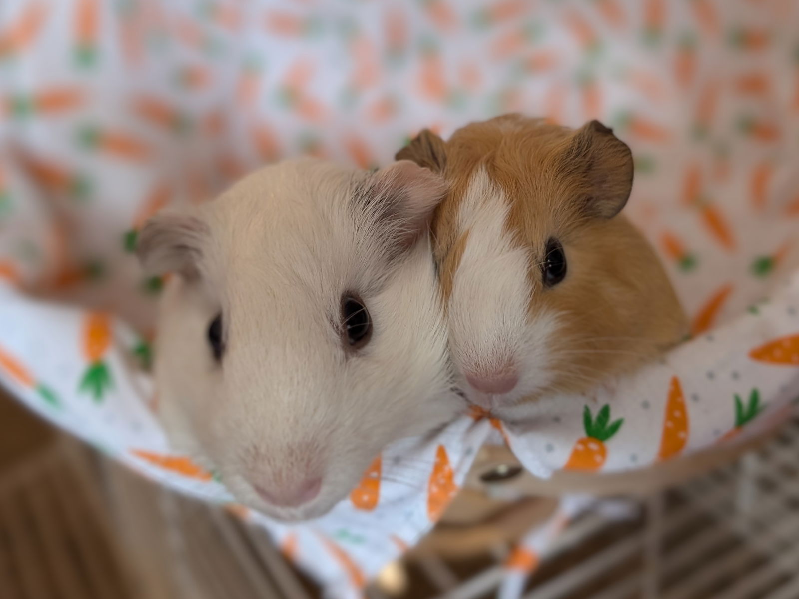 adoptable Guinea Pig in Circle Pines, MN named Petunia