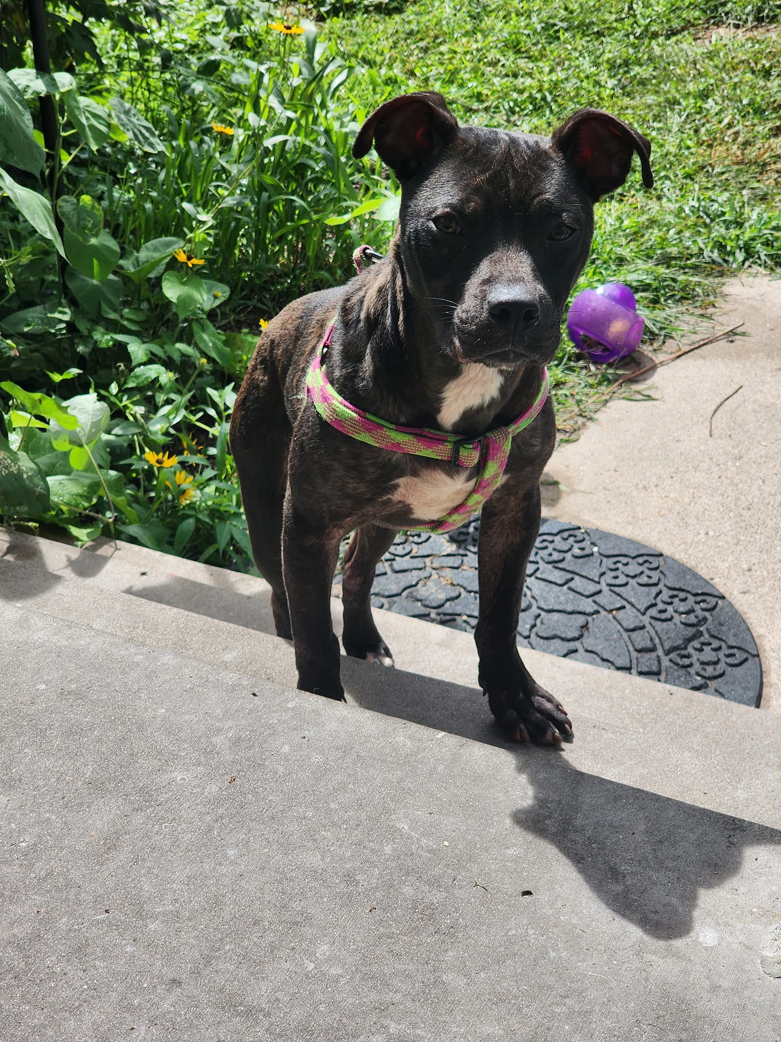 adoptable Dog in Minneapolis, MN named Teddy