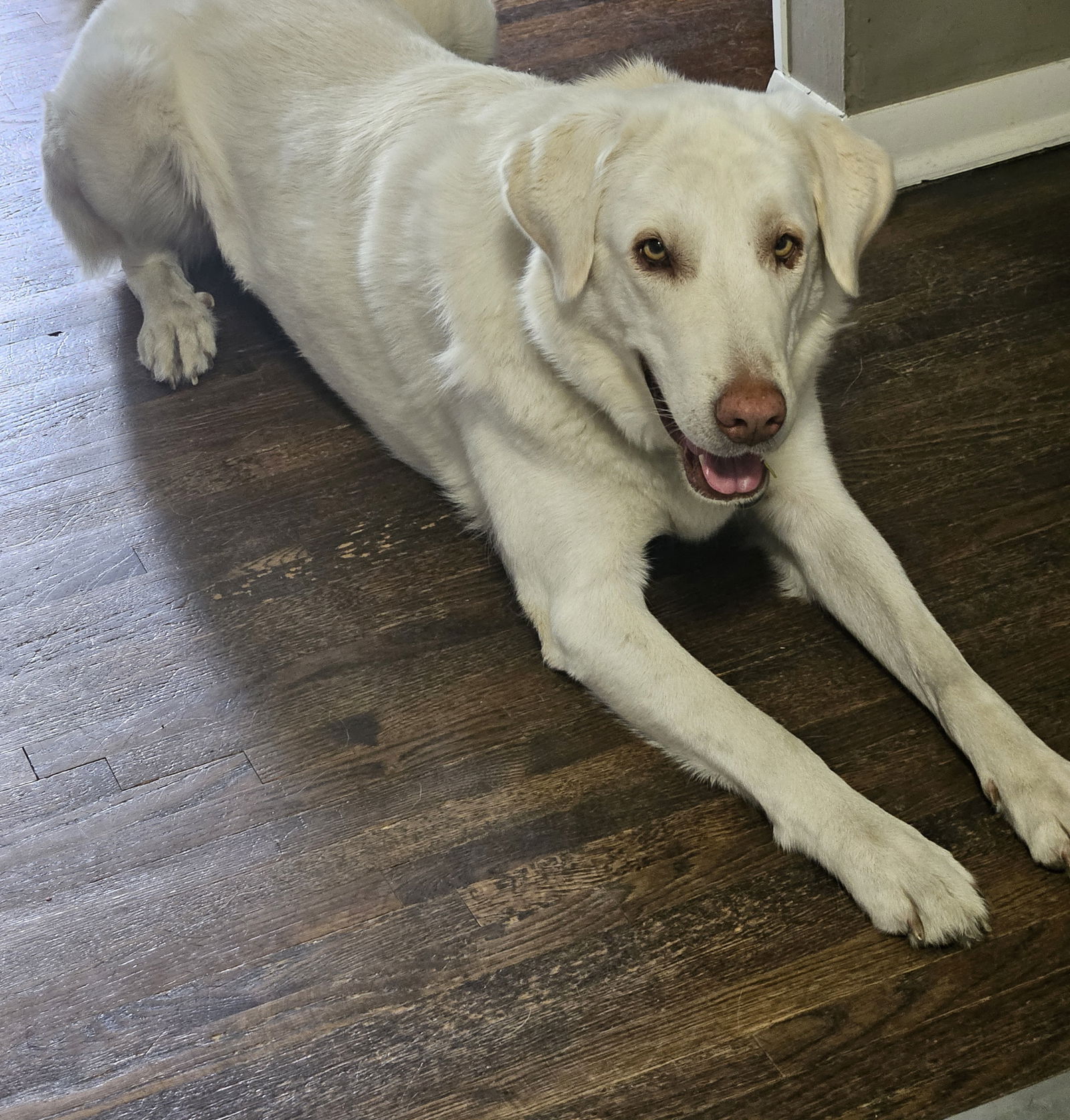 adoptable Dog in Saint Paul, MN named Marshmallow