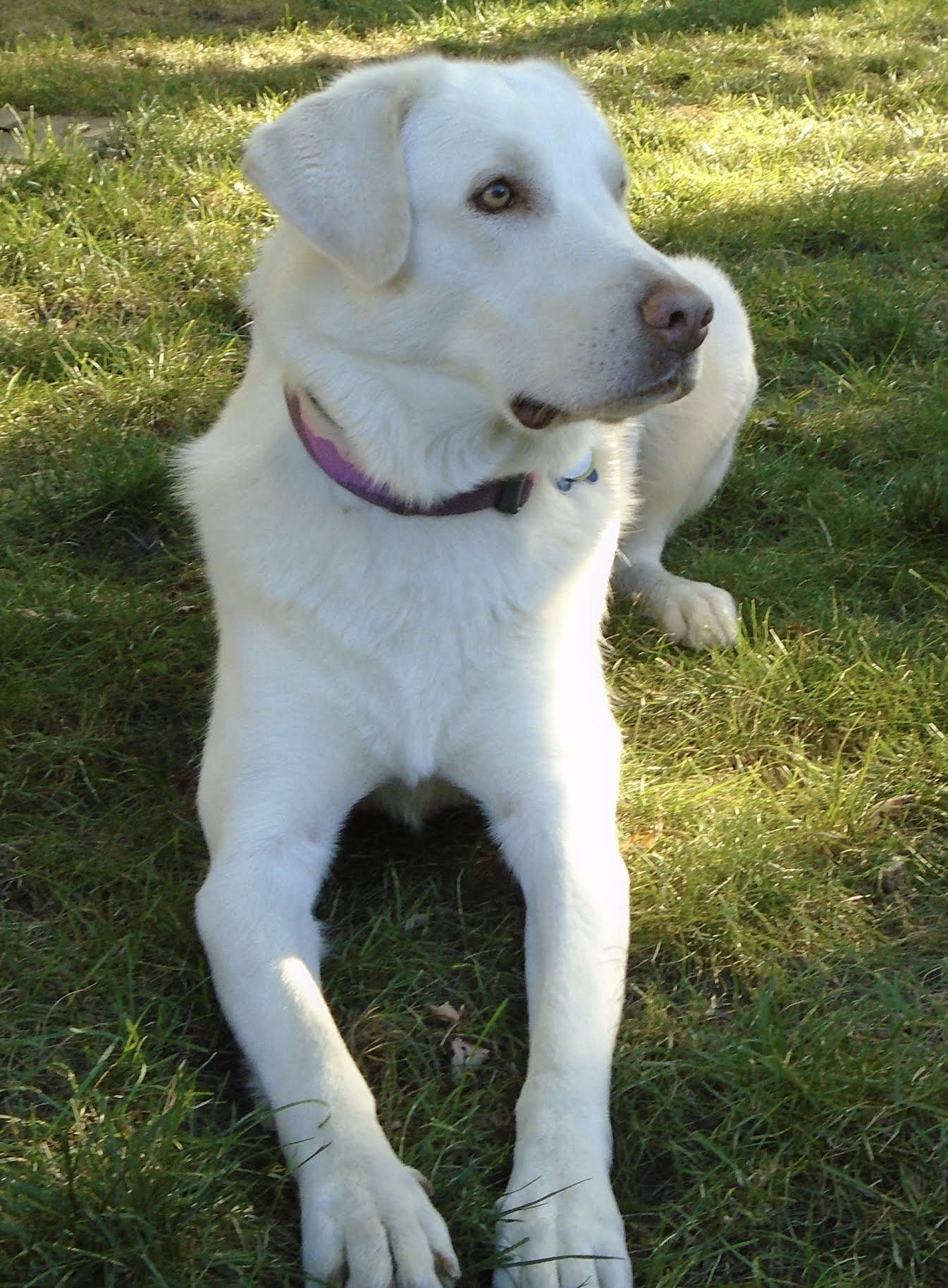 adoptable Dog in Princeton, MN named Marshmallow