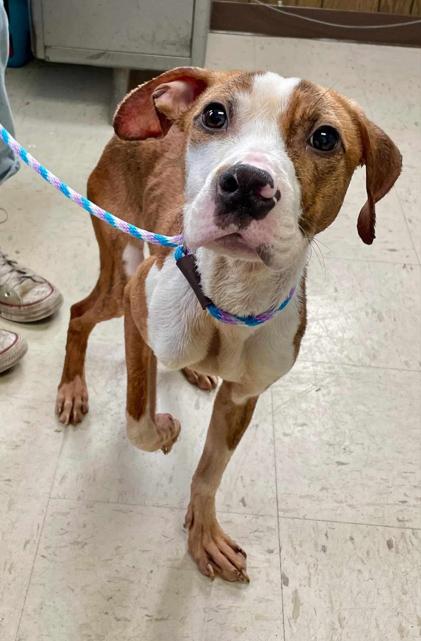 adoptable Dog in Princeton, MN named Buster