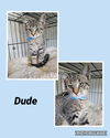 adoptable Cat in Princeton, MN named Dude