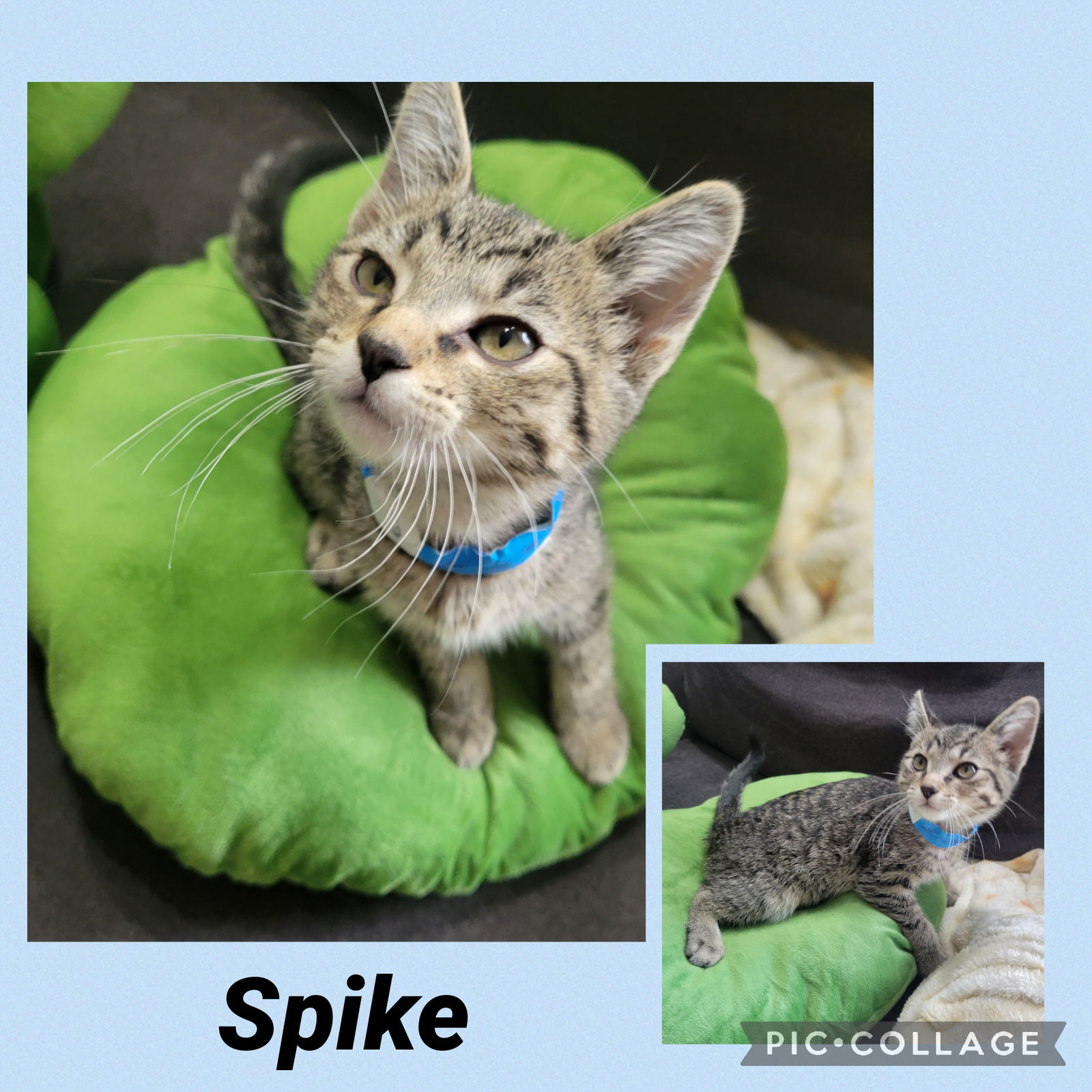 adoptable Cat in Princeton, MN named Spike