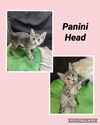 adoptable Cat in Princeton, MN named Panini Head