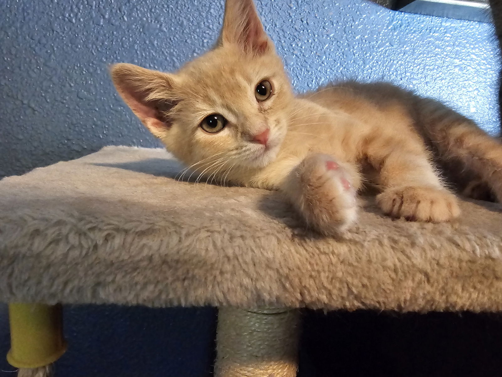 adoptable Cat in Princeton, MN named Tucker