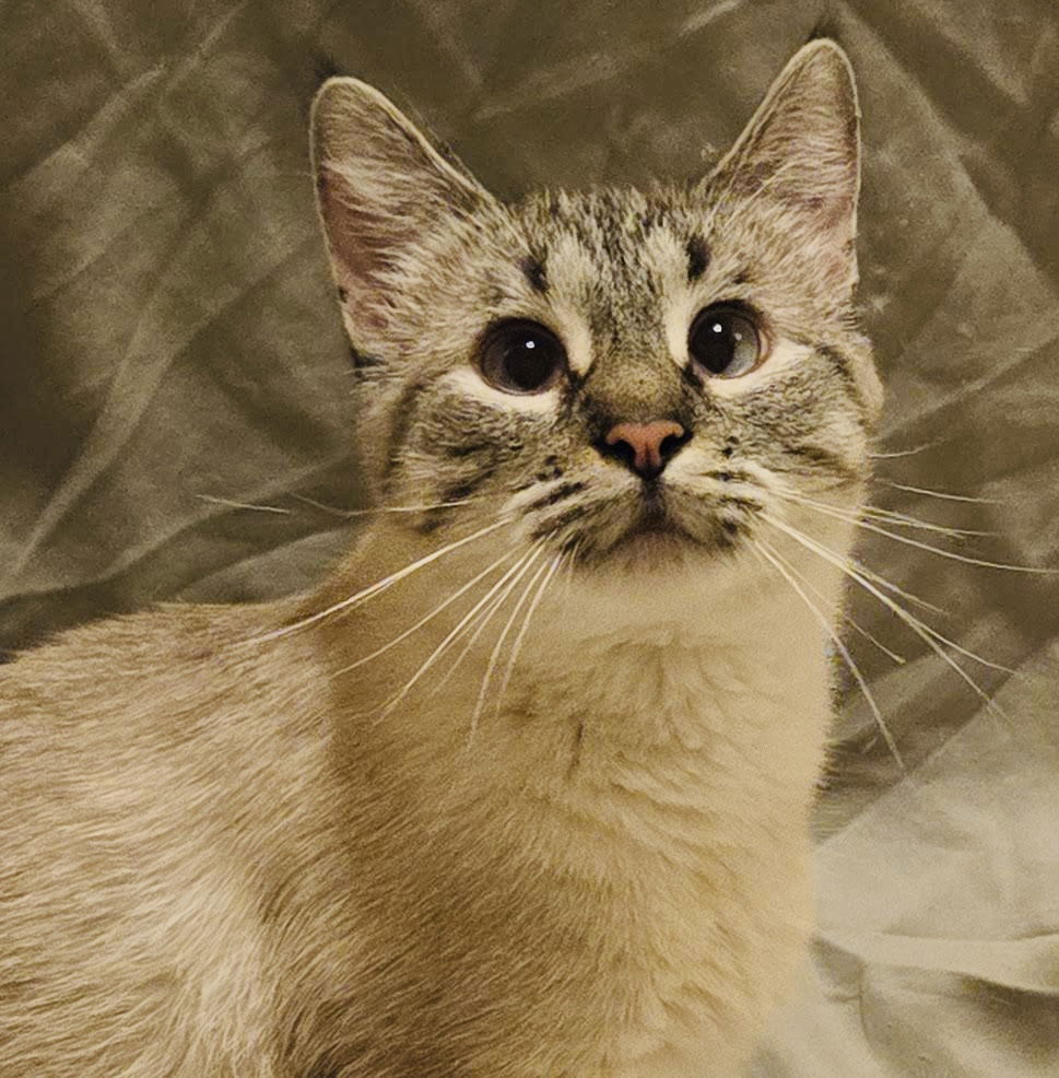 adoptable Cat in Princeton, MN named Mochi