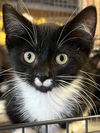 adoptable Cat in Princeton, MN named Pucker