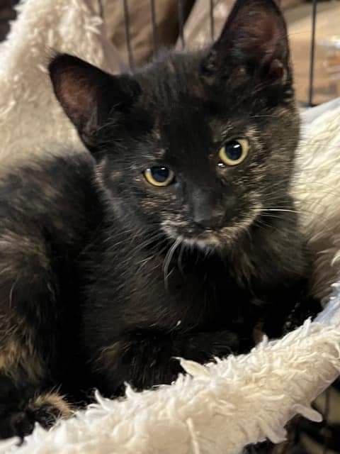 adoptable Cat in Princeton, MN named Cora