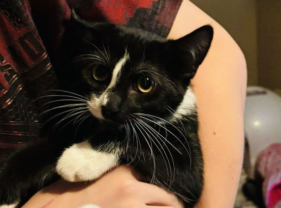 adoptable Cat in Princeton, MN named Cheeks