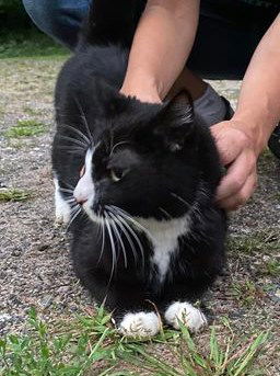 adoptable Cat in Saint Paul, MN named Bernie