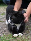 adoptable Cat in  named Bernie