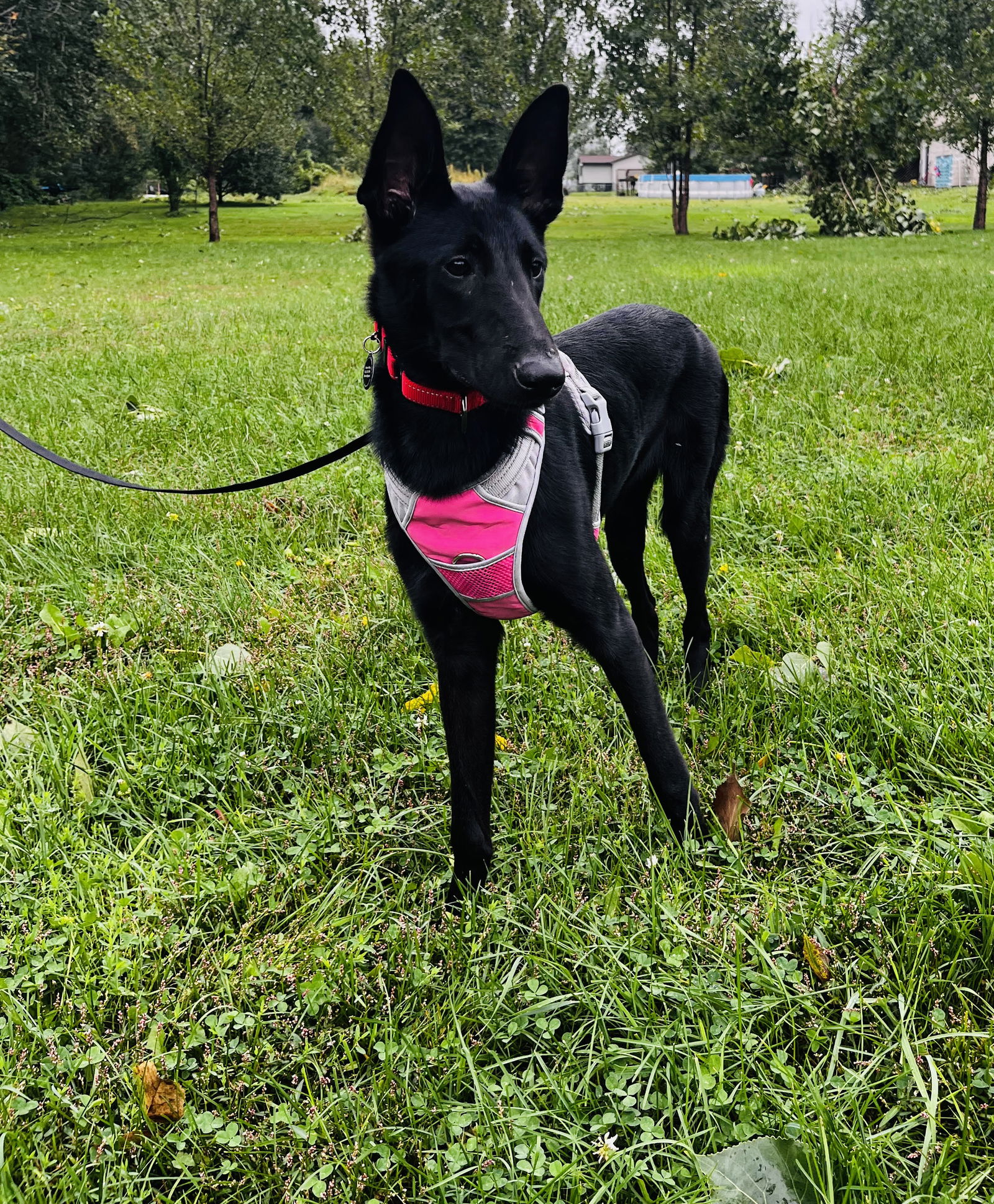 adoptable Dog in Princeton, MN named Raven