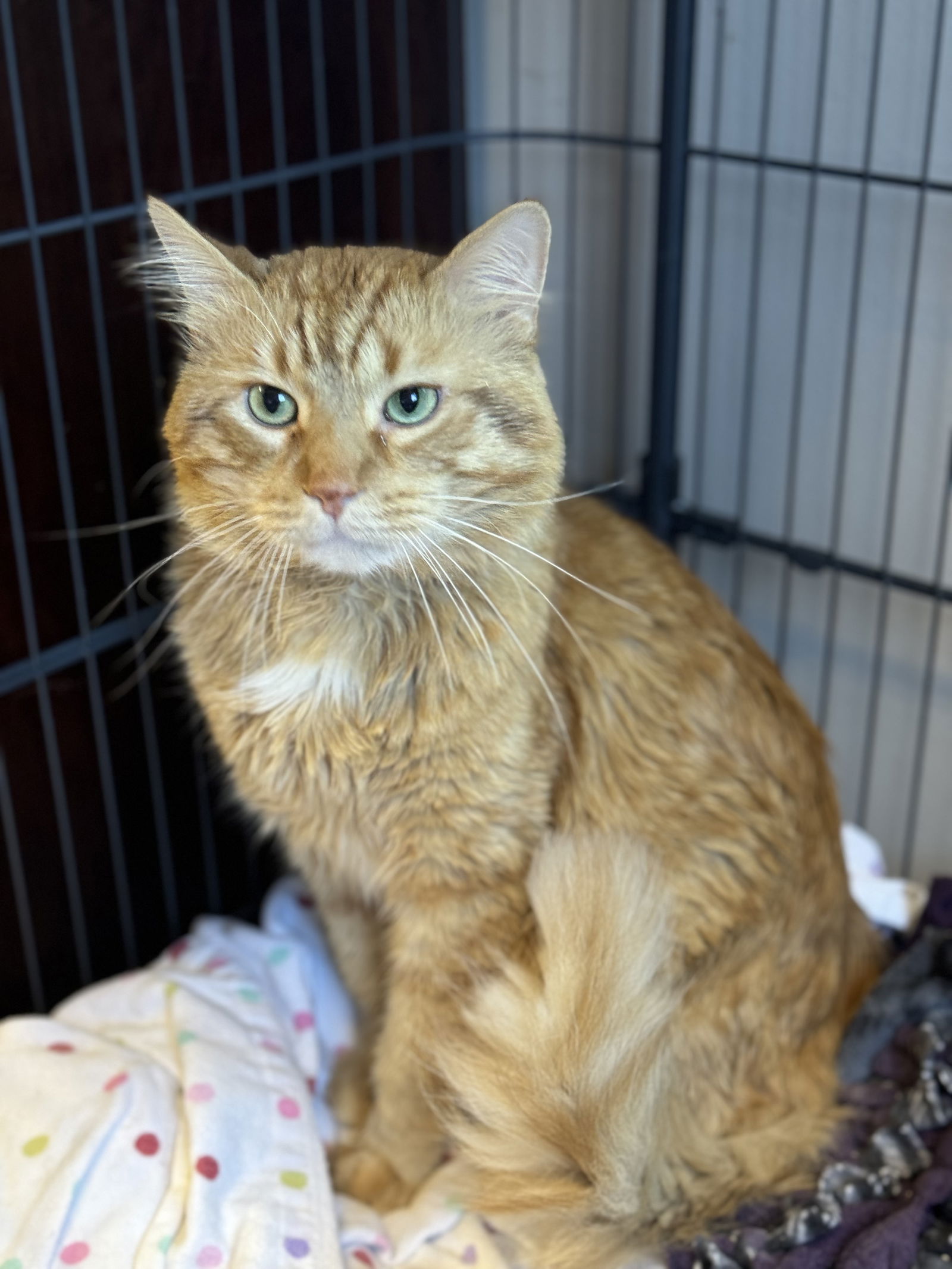 adoptable Cat in Princeton, MN named Hanover