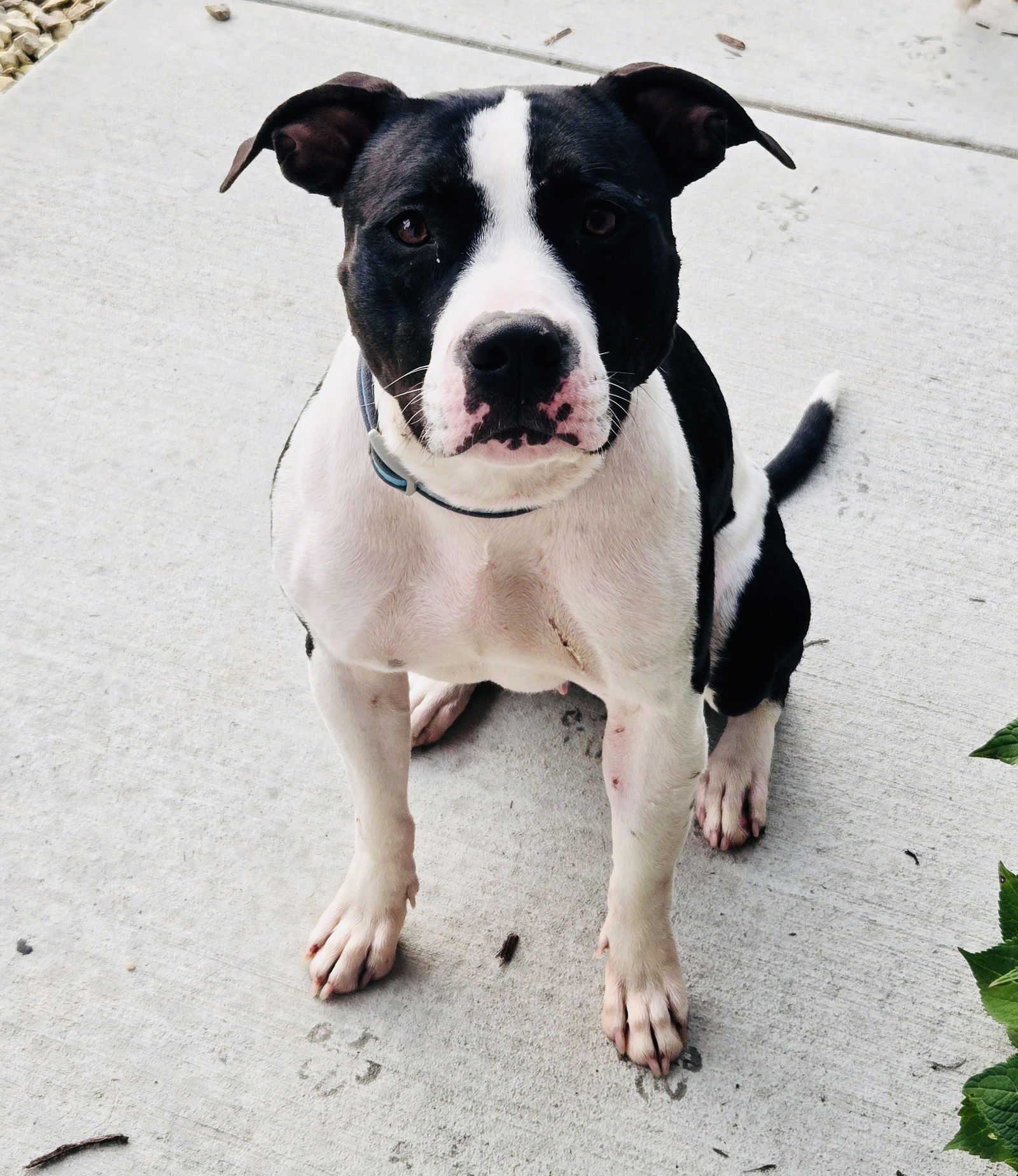 adoptable Dog in Princeton, MN named Lemon