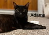 adoptable Cat in , MN named Adama