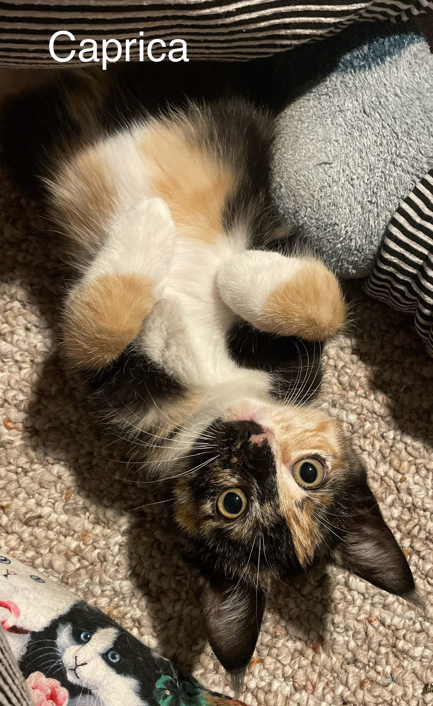 adoptable Cat in Princeton, MN named Caprica