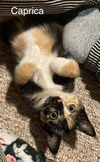 adoptable Cat in Princeton, MN named Caprica