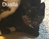 adoptable Cat in Princeton, MN named Dualla