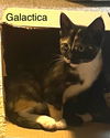 adoptable Cat in Princeton, MN named Galactica