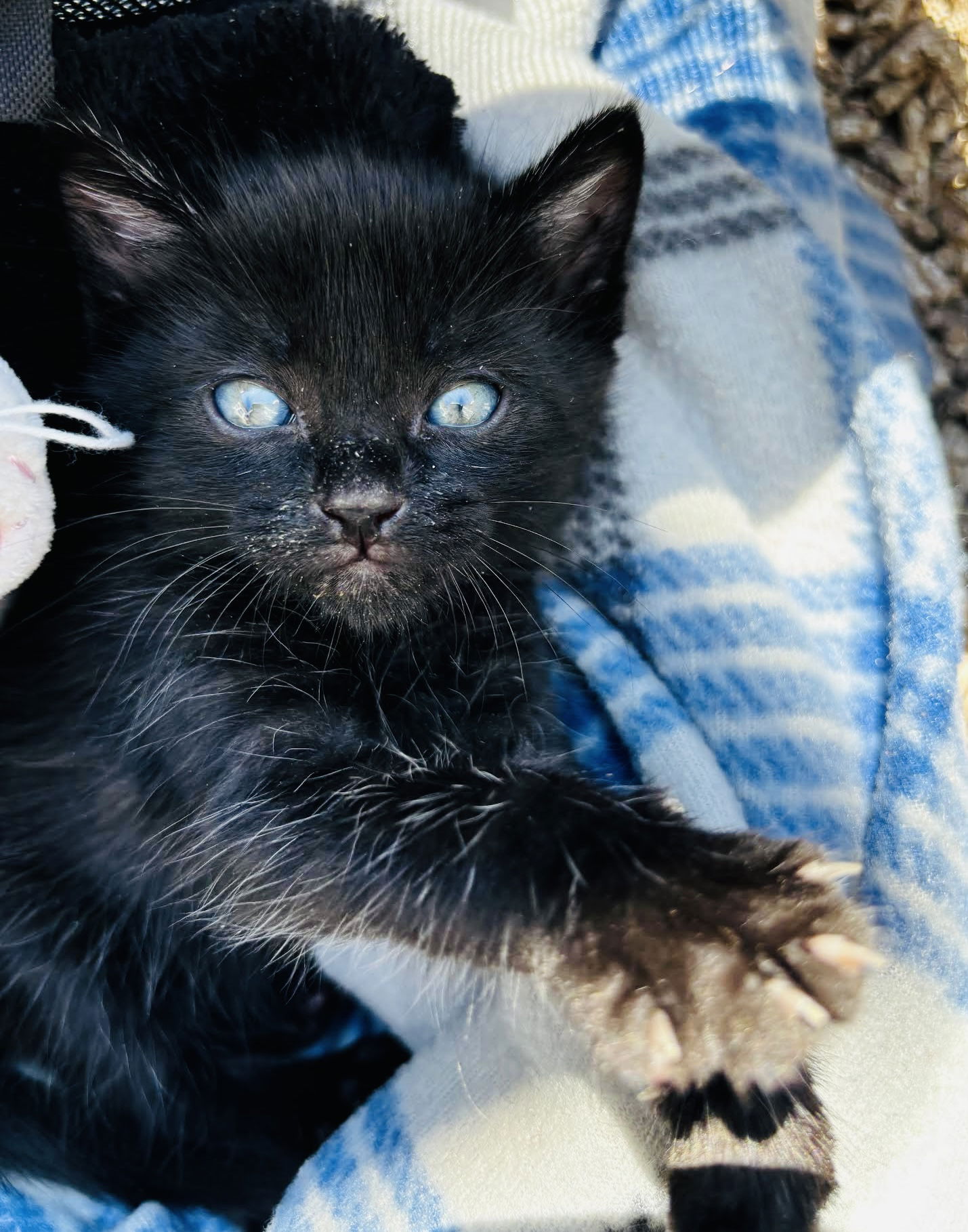 adoptable Cat in Princeton, MN named Eddy