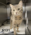 adoptable Cat in , MN named Percival