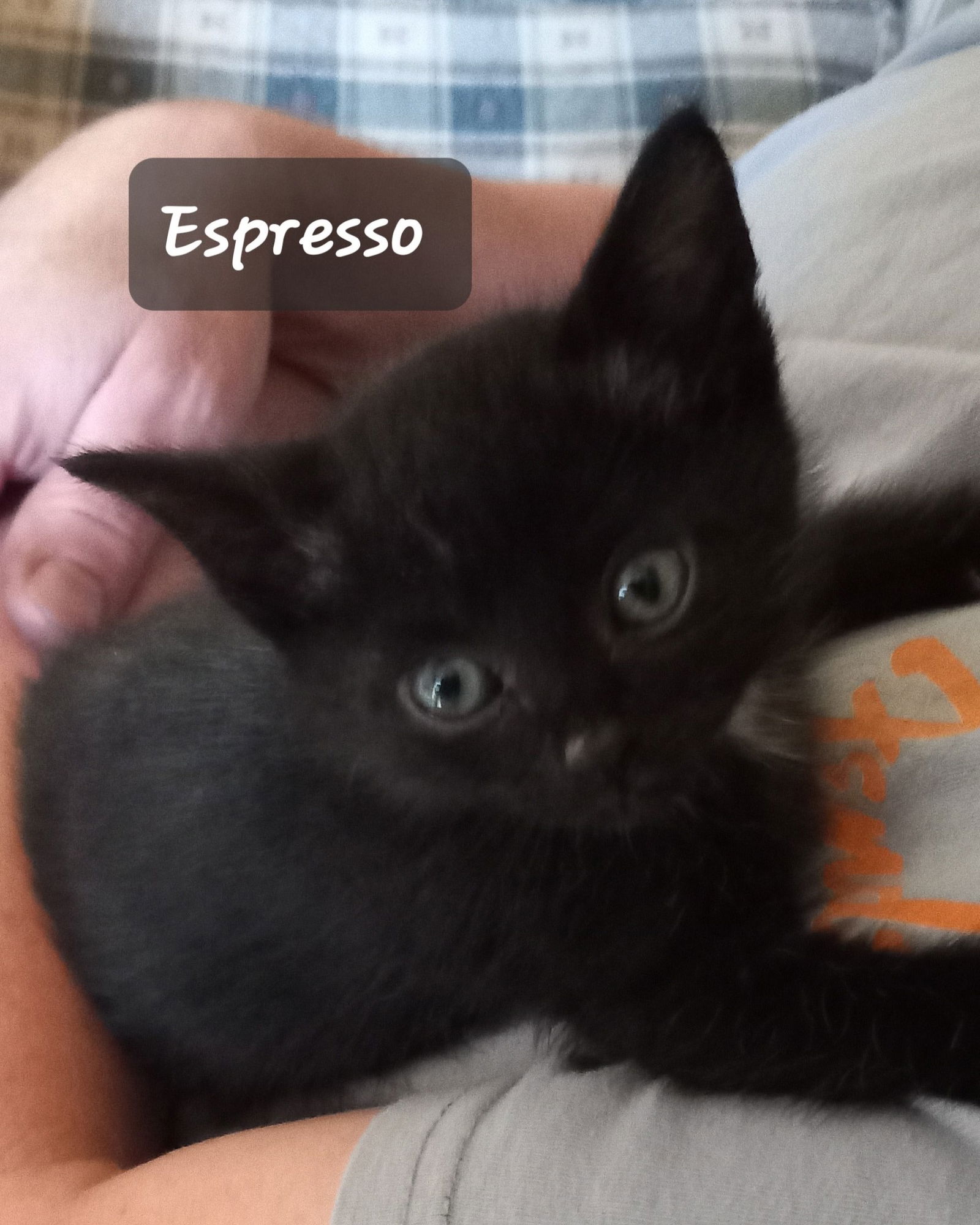 adoptable Cat in Princeton, MN named Espresso